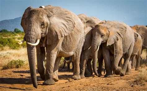 why are the african elephants endangered