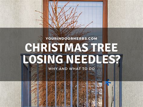 Why Are The Needles Falling Off My Christmas Tree