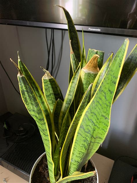 why are the tips of my snake plant brown