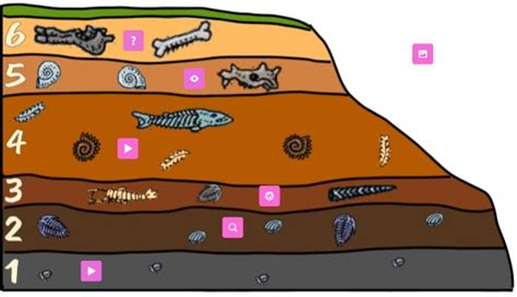 Why Are There No Fossils In The Bottom Layers