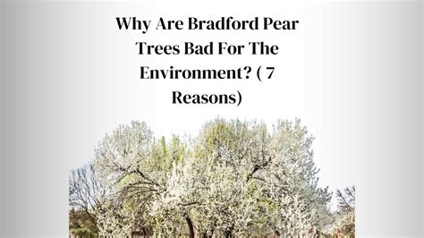 Why Are Trees Bad