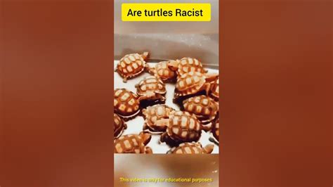 why are turtles racist