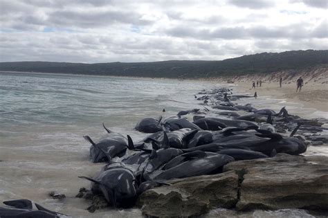 why are whales dying near Australia
