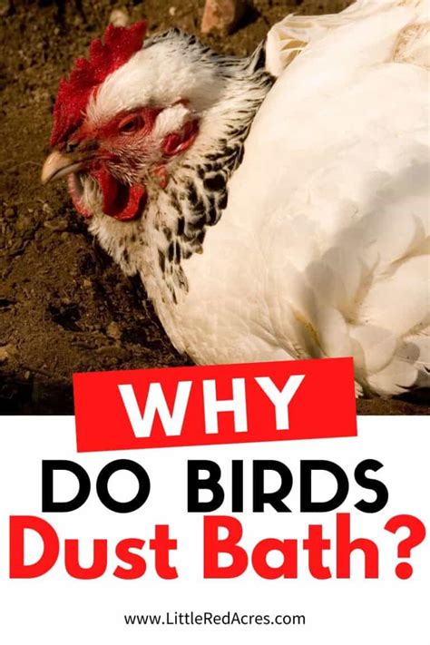 Why Birds Dust Bath