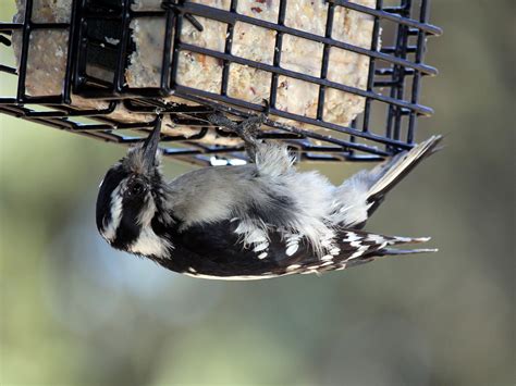 Why Birds Like Suet
