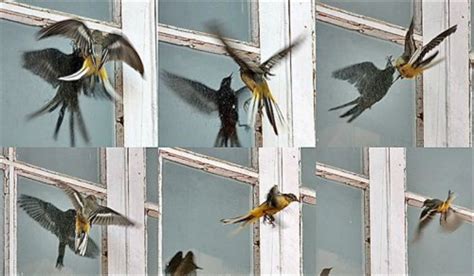 Why Birds Run Into Windows