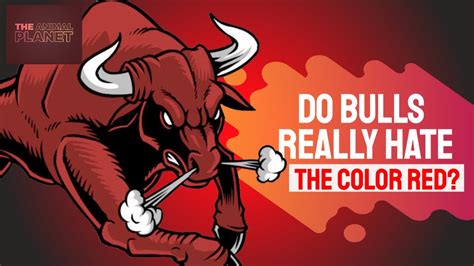 why bulls hate red