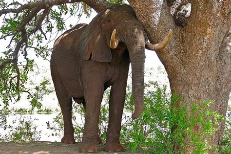 Why Can't Elephants Hide In Trees