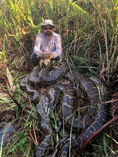 why can't you shoot pythons in the everglades