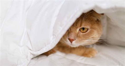 Why Cat Sleep Under Blanket