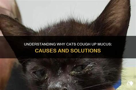 why cats cough