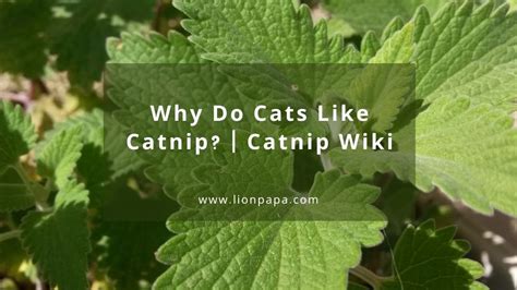 Why Cats Like Catnip