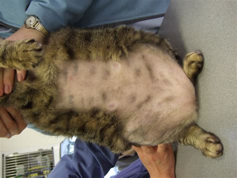 Why Cats Lose Hair On Belly