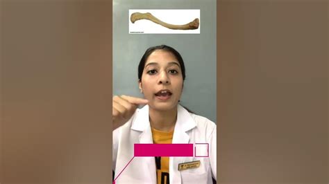 why clavicle is known as beauty bone