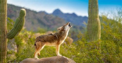 why coyotes howl at night