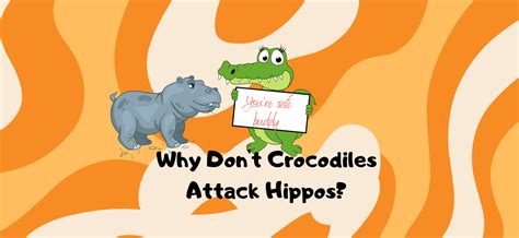 why crocodile don't attack hippo