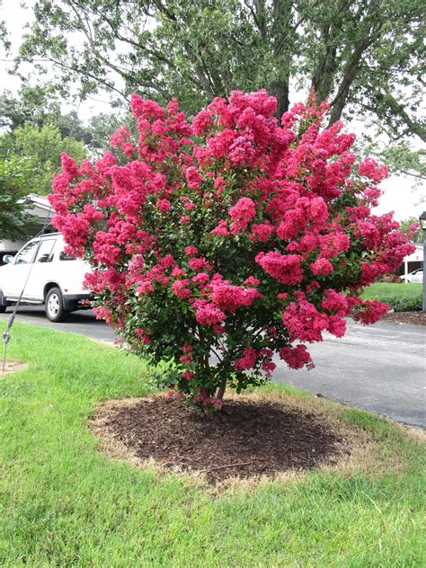 Why Cut Crape Myrtle