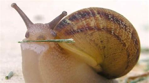Why Dentists Should Fear Snails KUOW News and Information