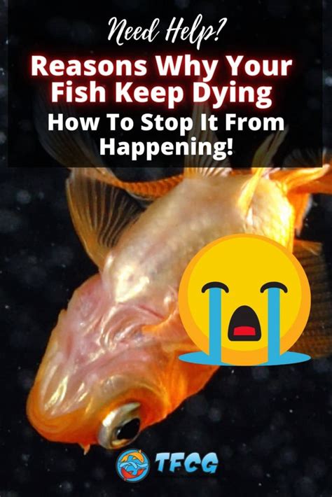 why did my fish die