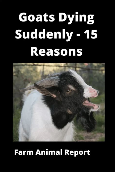 why did my goat die