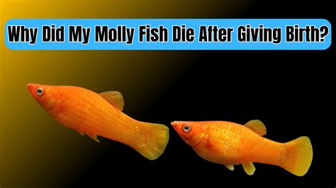 why did my molly fish die suddenly