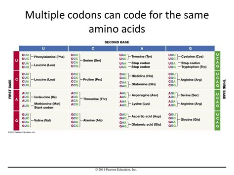 Why Do Amino Acids Have Multiple Codons