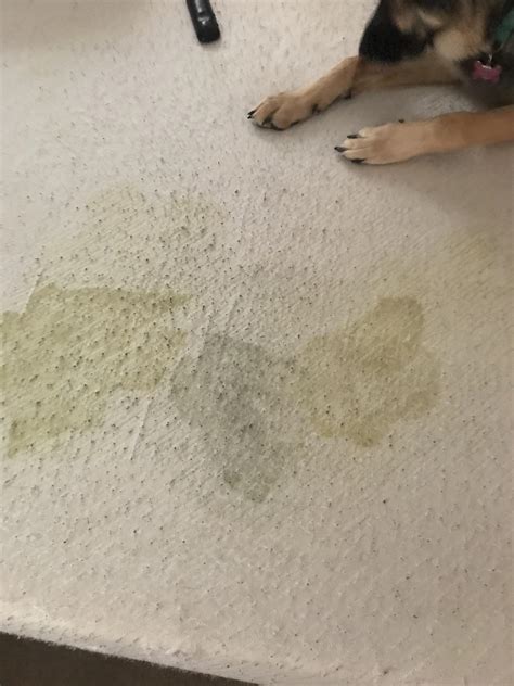 Why Do Animals Puke On Carpet