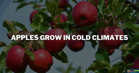 Why Do Apples Need Cold Weather