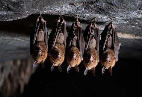 Why Do Bats Live In Groups
