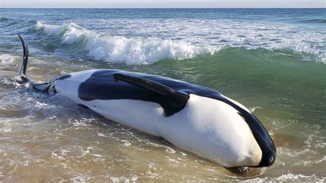 why do beached whales die