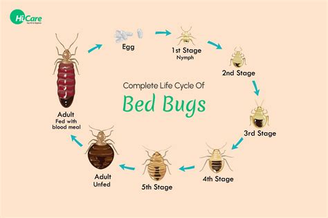 Why Do Bed Bugs Explode