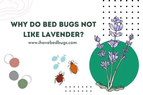 Why Do Bed Bugs Hate Lavender