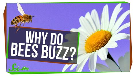 why do bees buzz