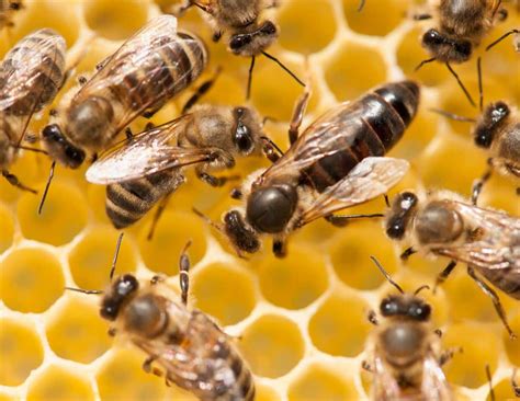 Why Do Bees Have A Queen Bee