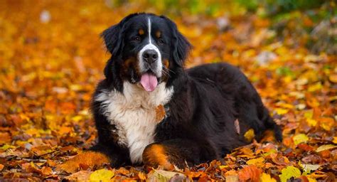 why do bernese mountain dogs