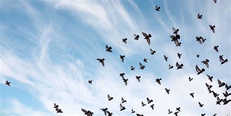 Why Do Birds Flock In Large Groups