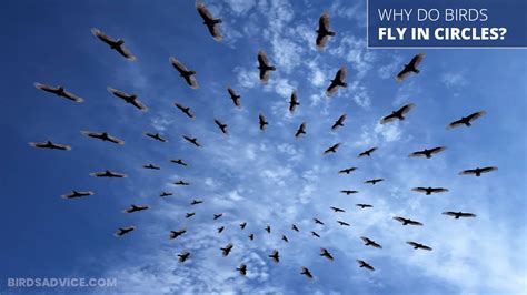 Why Do Birds Fly In Circles In Large Groups