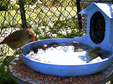 Why Do Birds Take Bird Baths