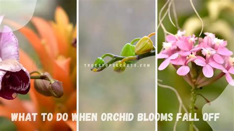 Why Do Blooms Fall Off Orchids