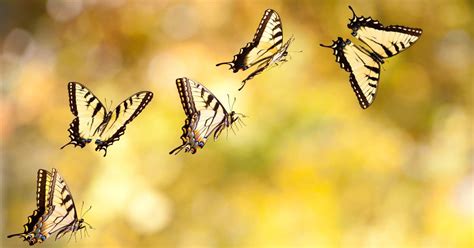 Why Do Bugs Fly In Circles