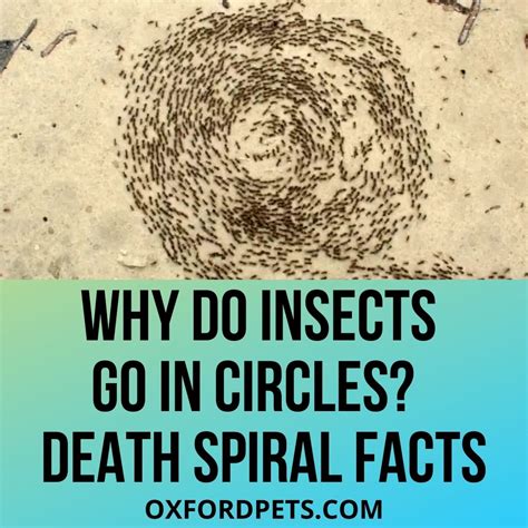 Why Do Bugs Spin In Circles