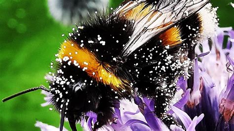 Why Do Bumble Bees Need Pollen