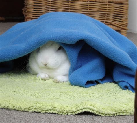 Why Do Bunnies Scratch Blankets