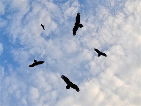 Why Do Buzzards Fly Around In Circles