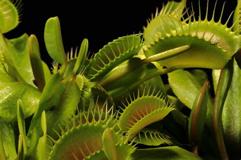 Why Do Carnivorous Plants Exist