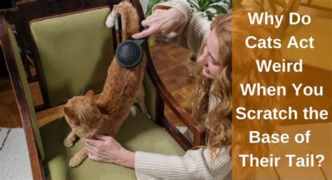 Why Do Cats Act Weird