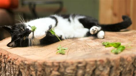 why do cats act weird when they have catnip
