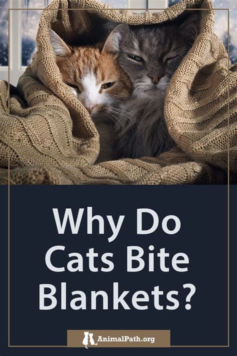 Why Do Cats Bite Their Bedding