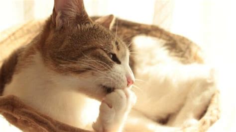 Why Do Cats Bite Their Claws