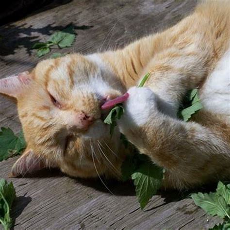 why do cats go crazy with catnip